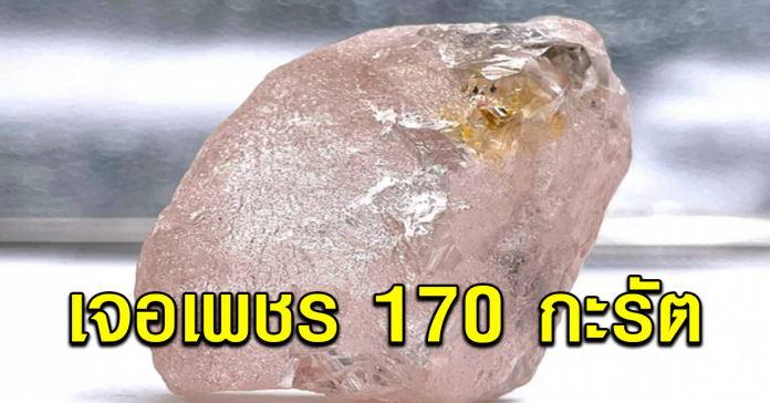 คนงานเหมืองขุดพบ เพชรสีชมพู 170 กะรัต ใหญ่ที่สุดในรอบ 300 ปี